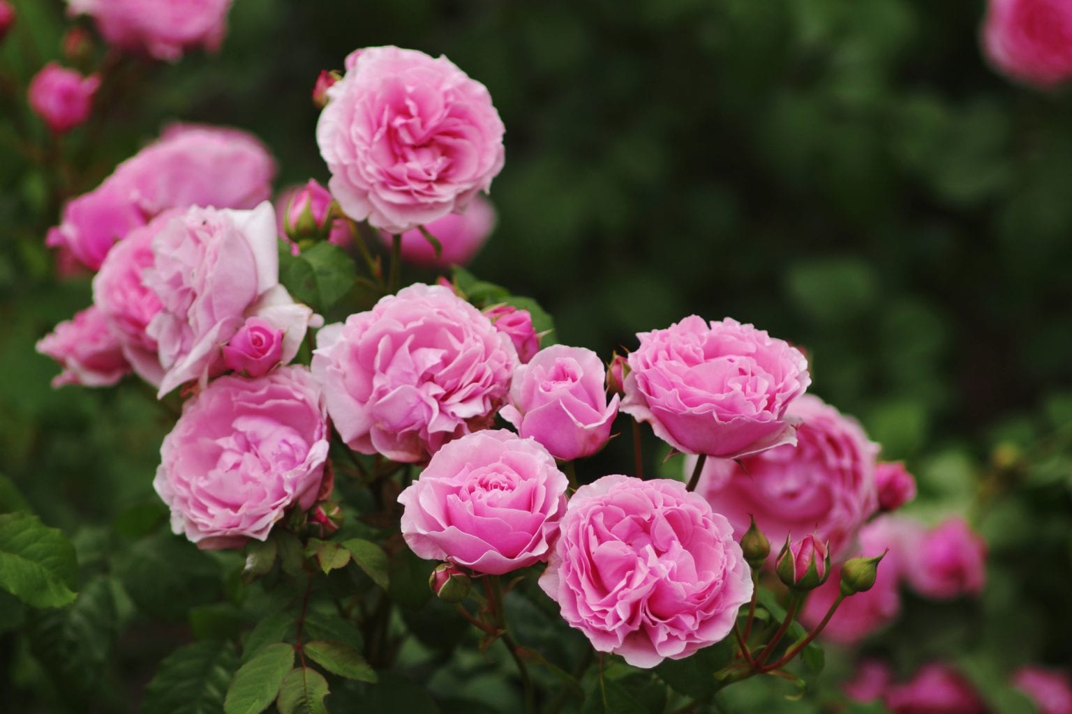 Growing Roses - Alabama Cooperative Extension System