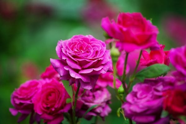 Dark pink roses