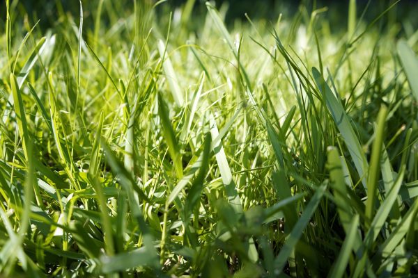 A St. Augustinegrass lawn