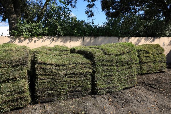 Pallets of St. Augustine sod waiting to be sold at a local garden center.