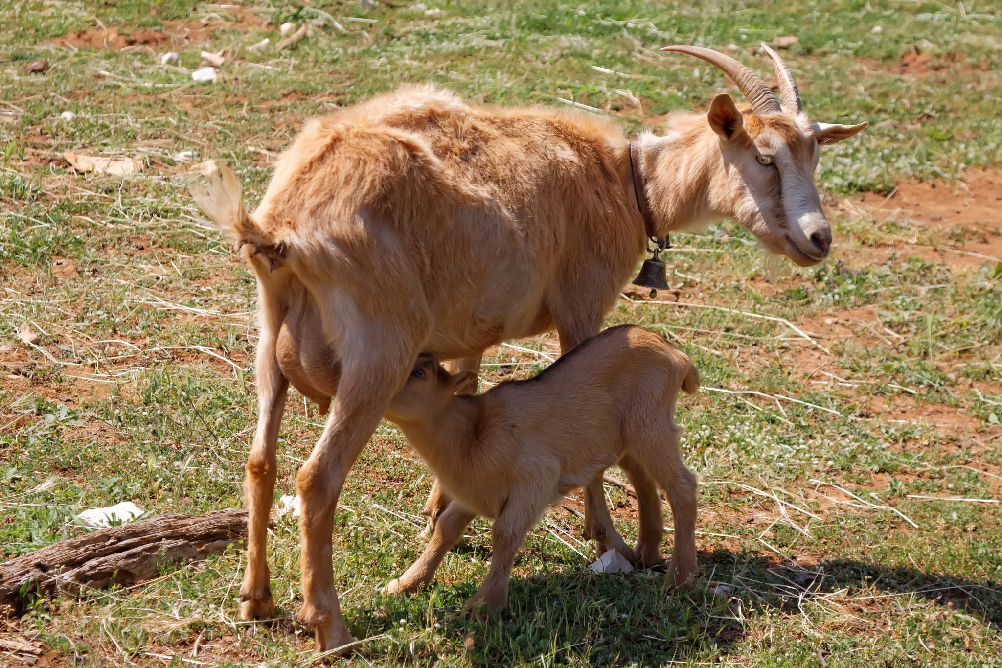 mother goat feeding baby goat