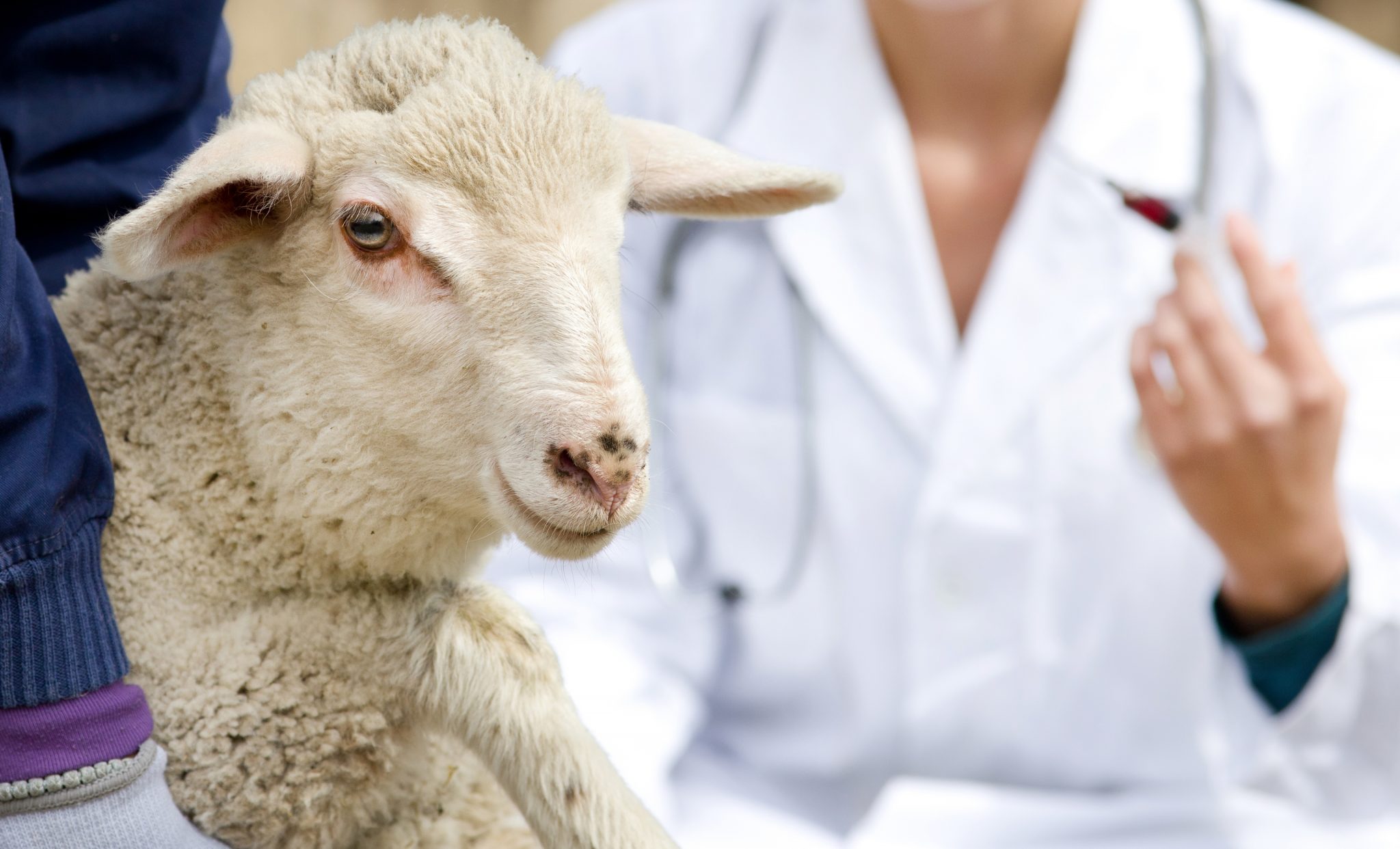 lamb in workers hands waiting for vaccination