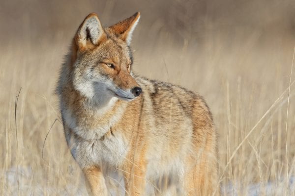 Western coyote.