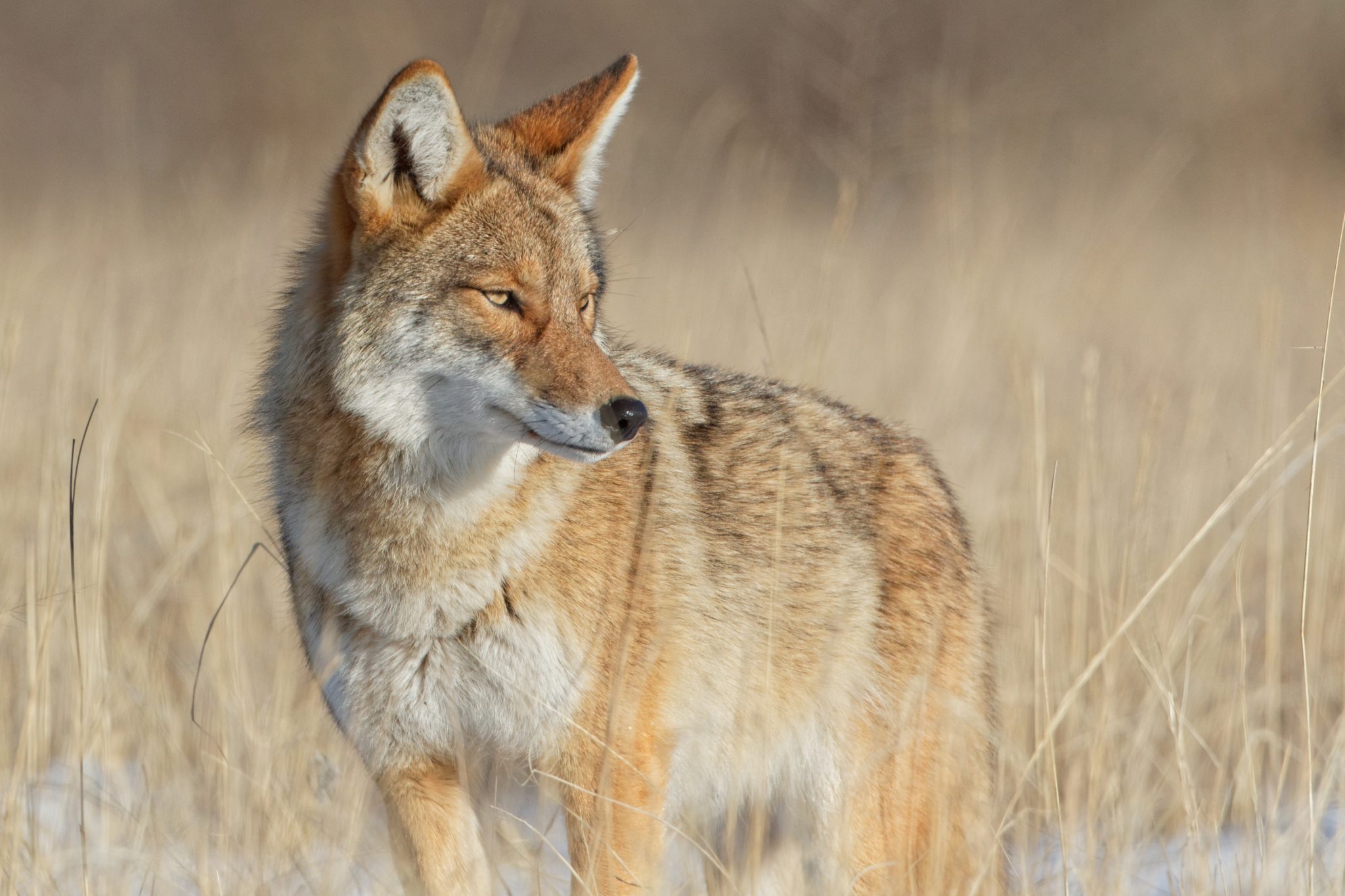 Coyotes - Management Minute Video - Alabama Cooperative Extension System