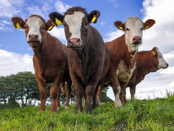 A group of beef heifers against a blue sky.