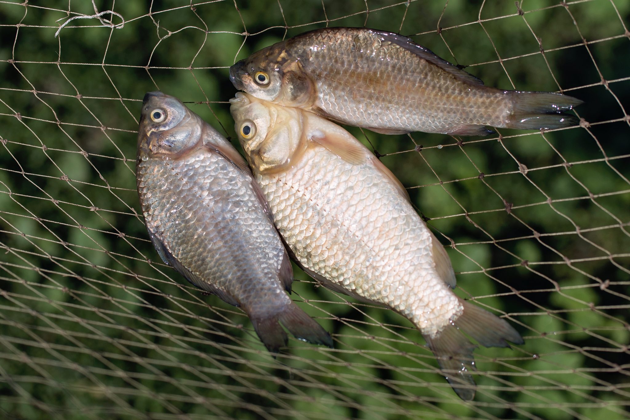Fish in the net