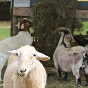Four goats eating hay in a farmyard on a farm.