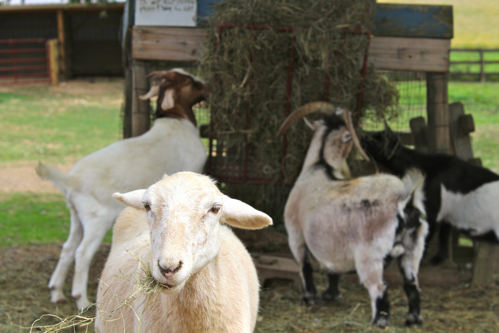 Four goats eating hay in a farmyard on a farm.
