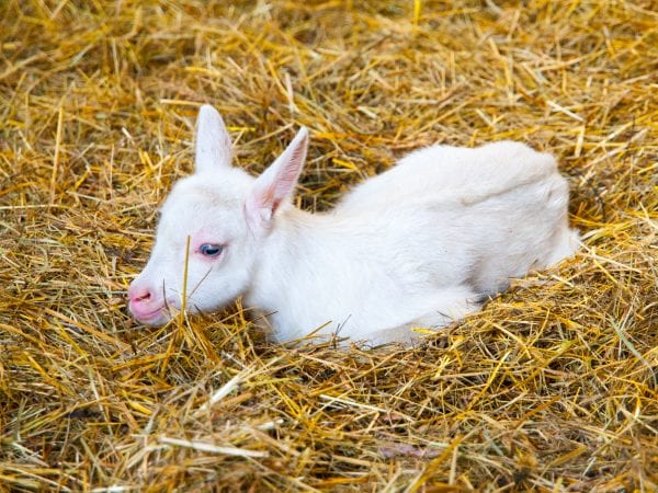 White goat kid lying on a straw.