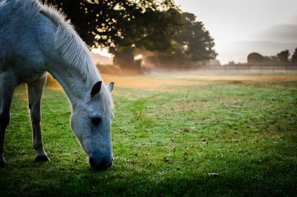 Horse Standing On Grassy Field Against Trees
