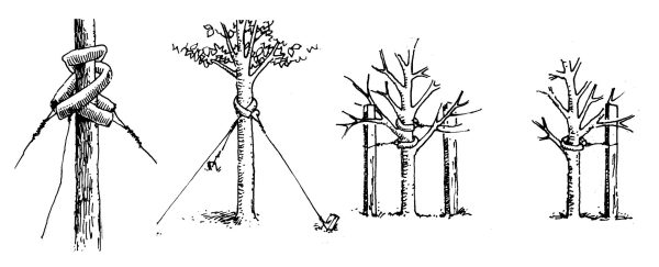 Diagram for staking a tree
