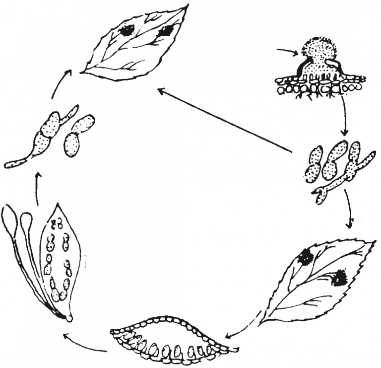 Growing Roses Alabama Cooperative Extension System