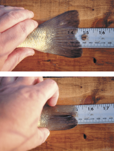 Incorrect (top) and correct (bottom) ways to properly measure a fish.