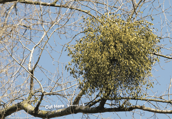 Figure 1. When pruning out mistletoe, cut back to the branch collar or to a secondary branch to help the tree recover.