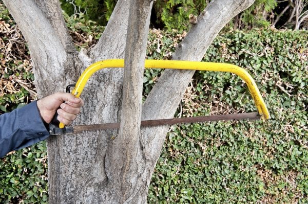 Sawing a tree branch