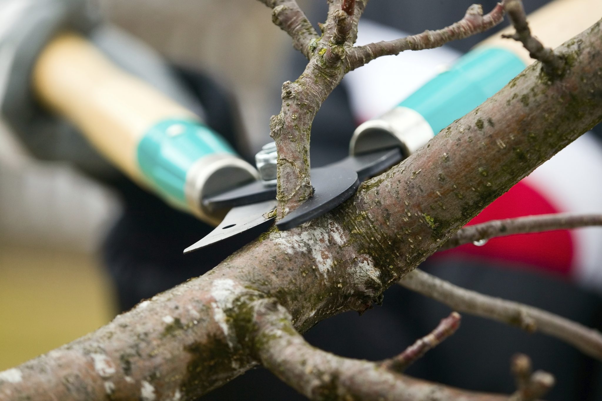 Man with gloves is cutting branches from tree