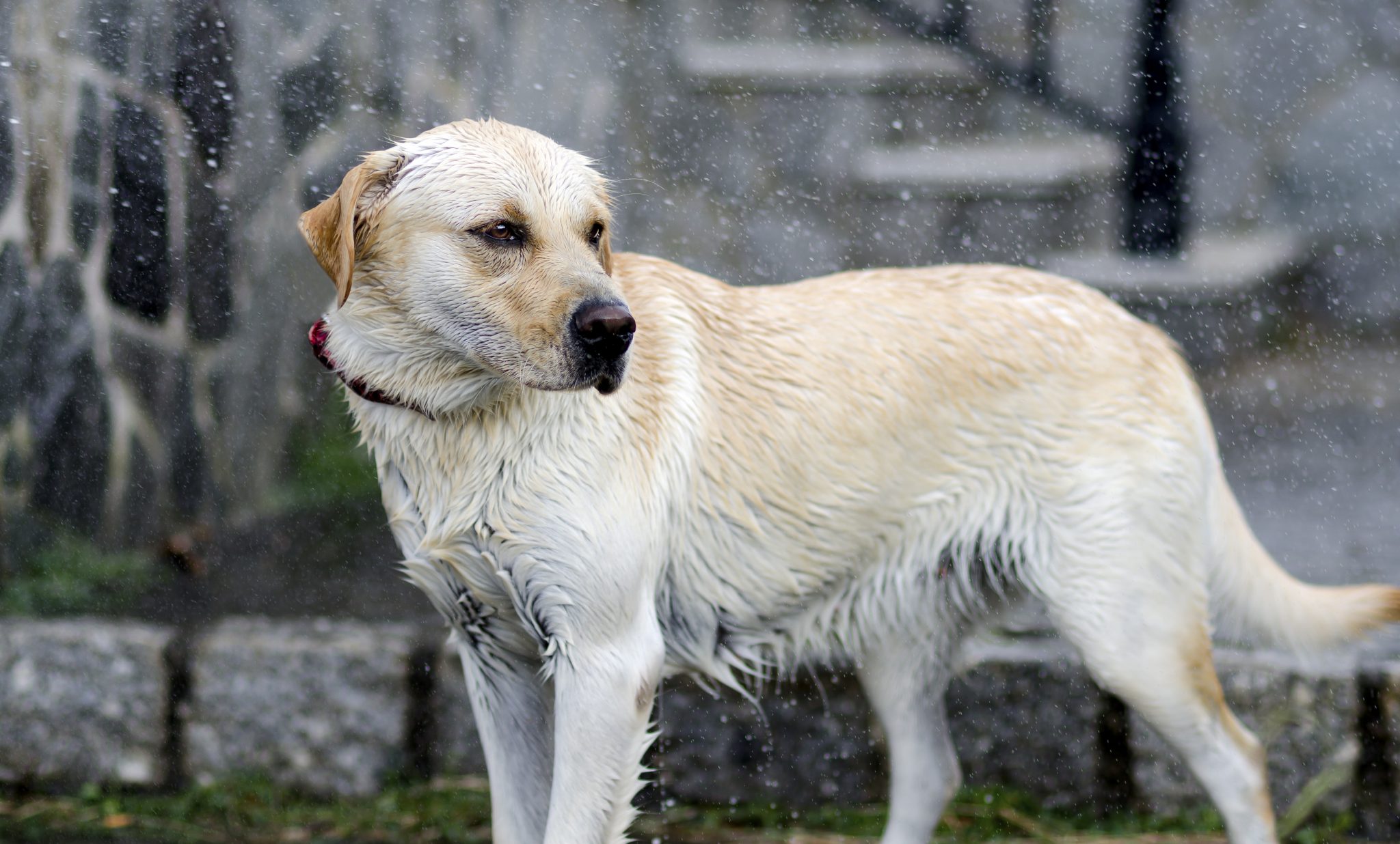 Labrador Retriever in the rain
