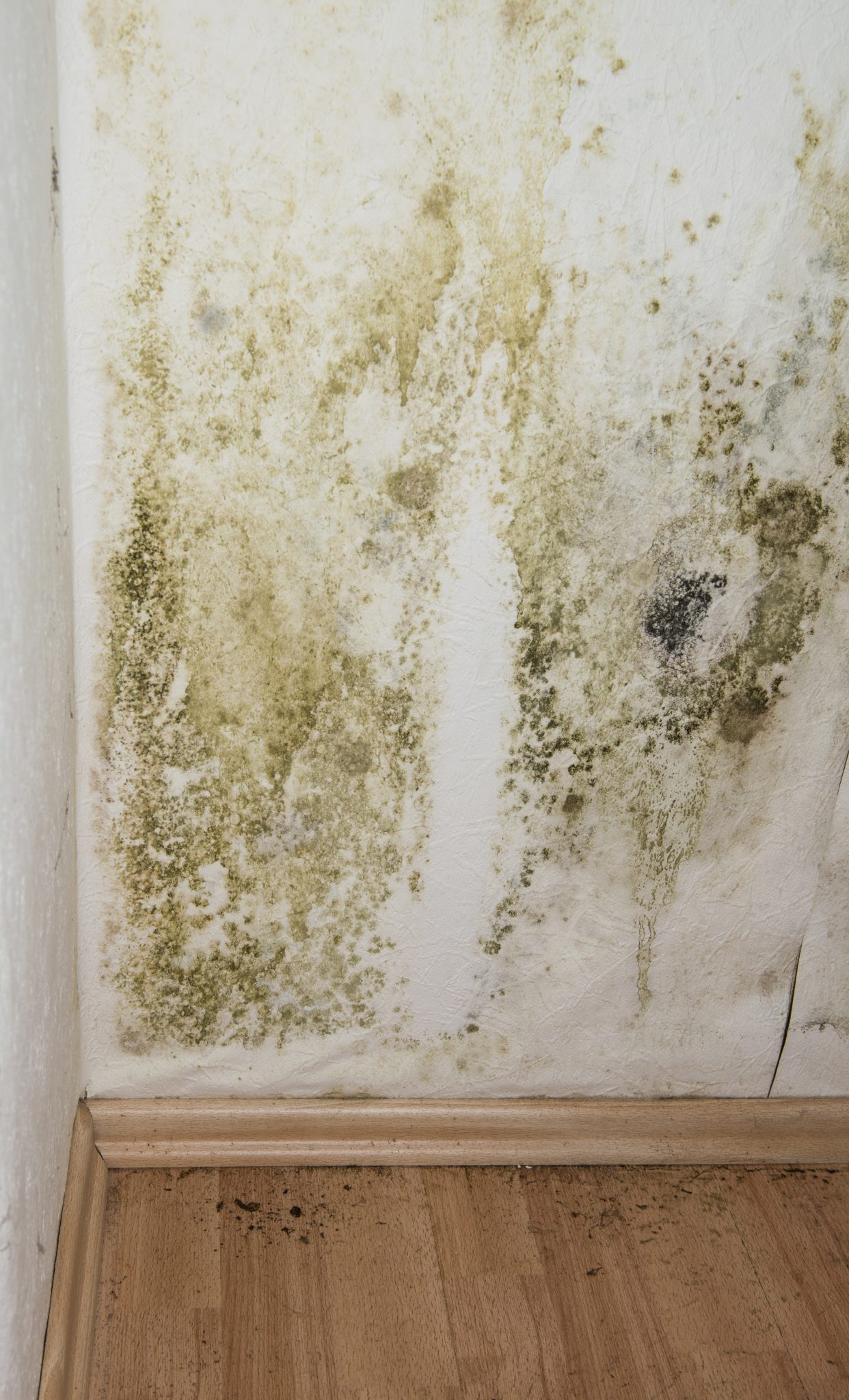 Health Concerns About Mold Alabama Cooperative Extension System