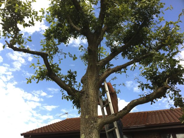 Image of tree surgeon pruning oak in the summer