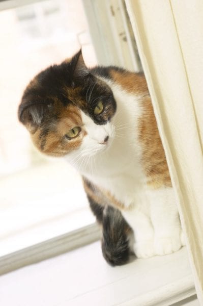 Pet cat on window sill