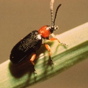Figure 1. Cereal leaf beetle adult.