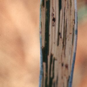 Figure 4. Damage to wheat leaf caused by cereal leaf beetle larvae.