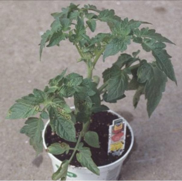 Figure 1. Tomato transplant infected with bacterial spot