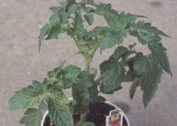 Figure 1. Tomato transplant infected with bacterial spot