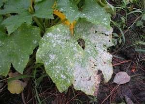 Figure 4. Leaves infected with powdery mildew can become covered with a superficial, powdery, white fungal growth.