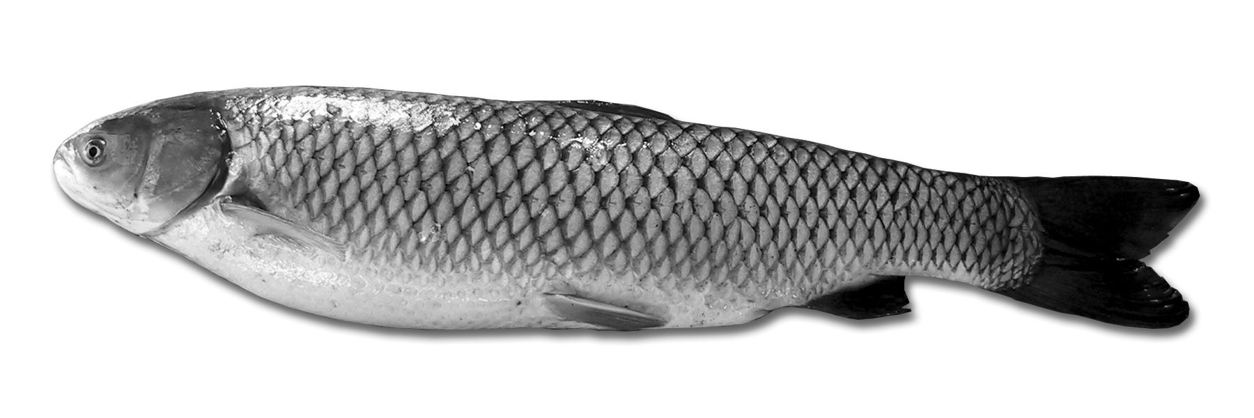 Figure 1. Grass carp or white amur (Ctenopharyngodon idella)