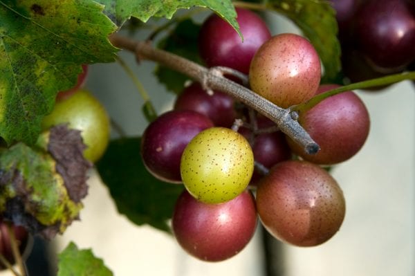 Muscadine grapes