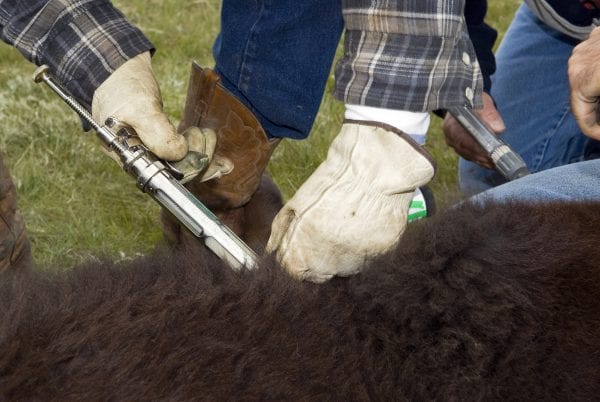 A close up of a farmer giving a calf an injection."