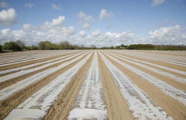 Figure 4. Soil solarization can be an effective alternative to costly pesticides and lengthy crop rotations.