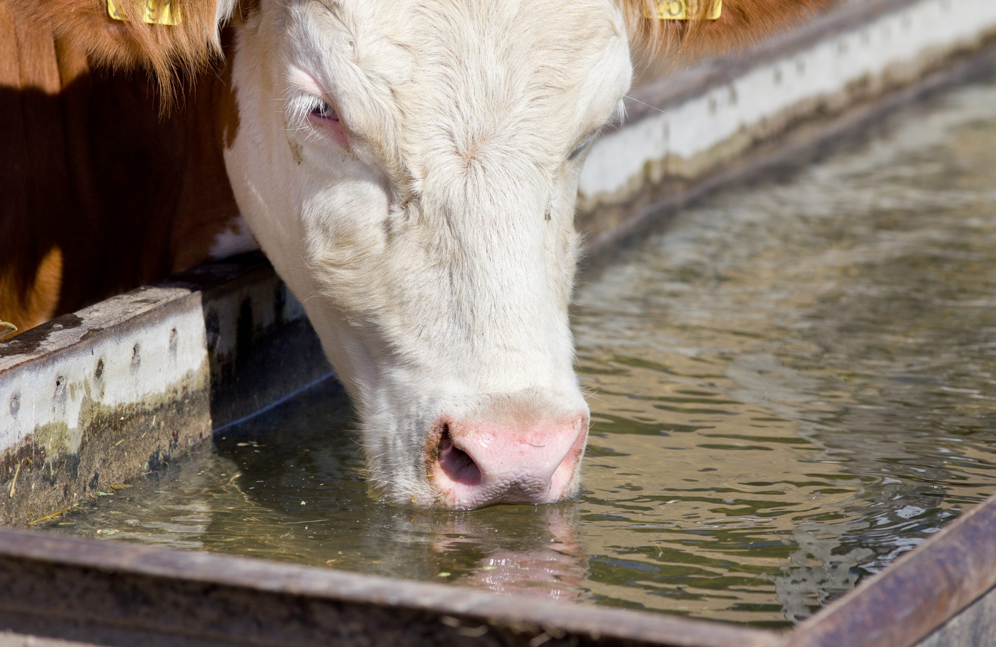 Figure 1. Test livestock drinking water annually to avoid problems that could result in health issues.
