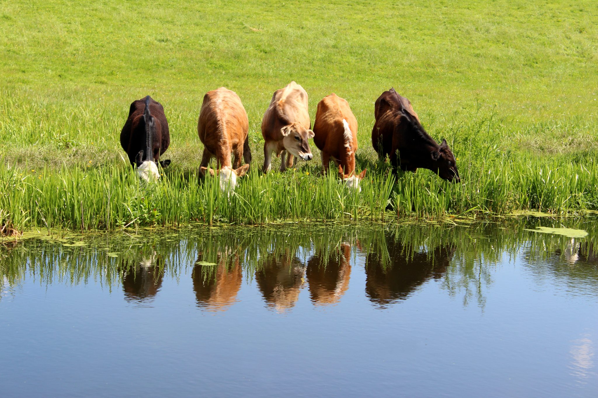 Cows drinking from a pond.