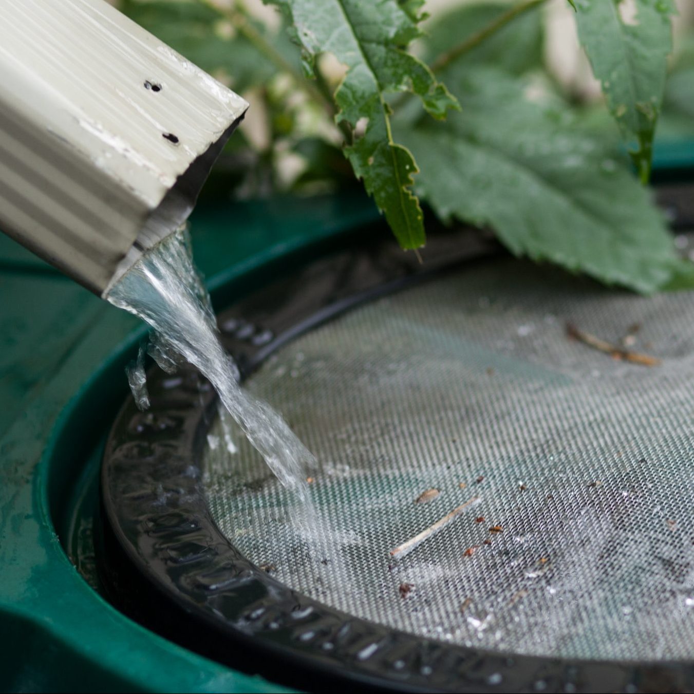 Water flows out of a drain-spout into a rain collection barrel.