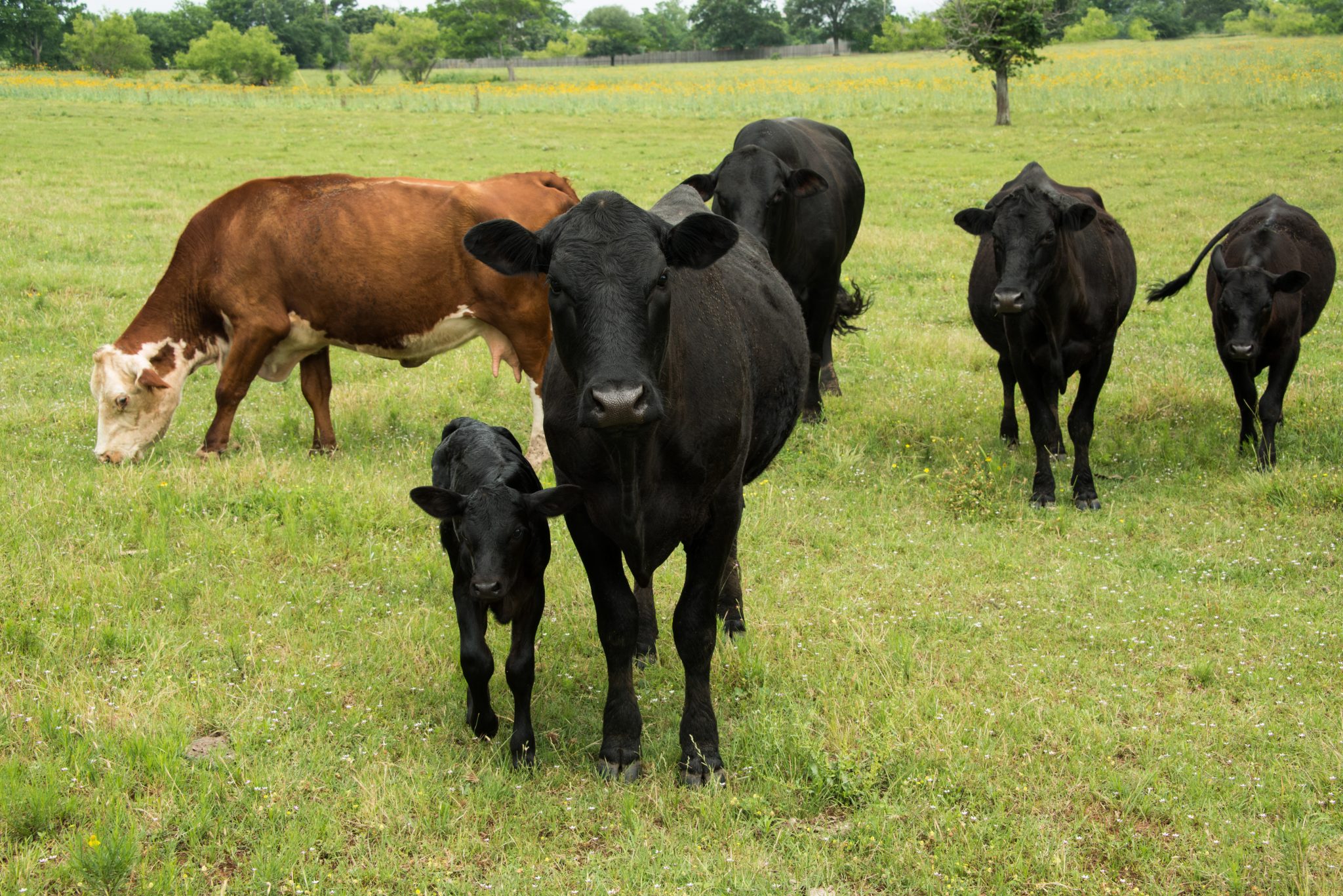 Black Angus cow and calf in herd in green pasture