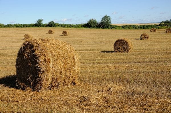 bales of hay on the field