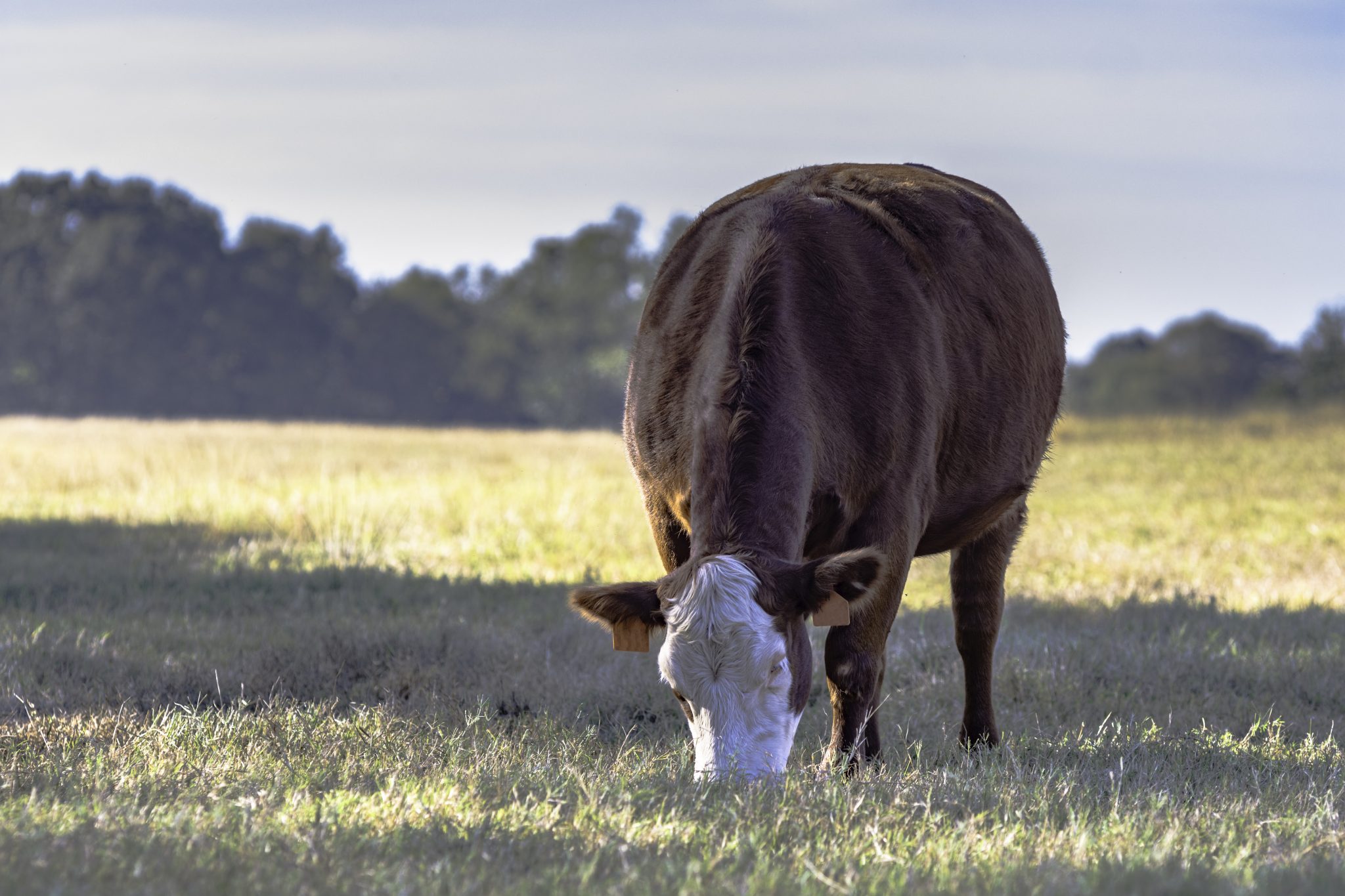 Crossbred cow grazing in a drought-stricken pasture