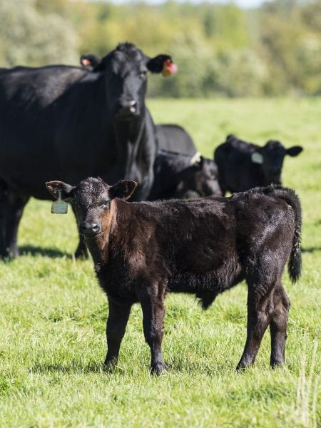 A group of Black Angus Cattle
