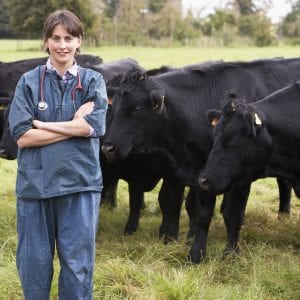 Vet In Field With Cattle