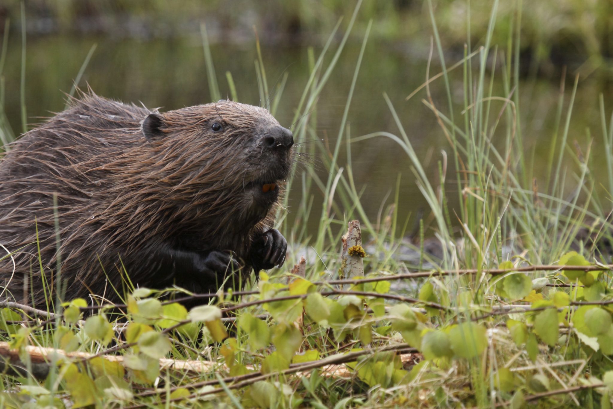 Beaver in Habitat