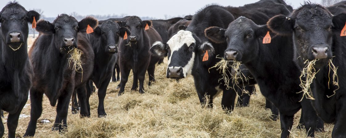 Black commercial cattle eating hay.