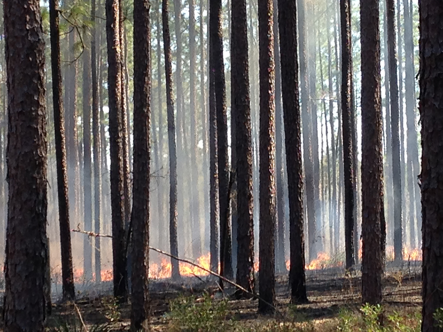 Longleaf Pine Stand Prescribed Fire