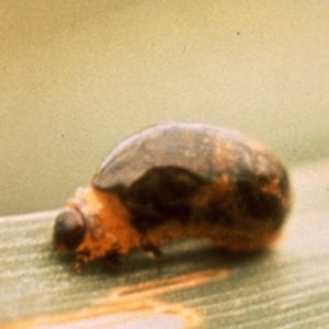 Figure 3. Cereal leaf beetle larva.