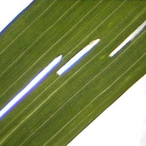 Figure 5. Cereal leaf beetle adults often feed on wheat. Their feeding scars are hollow and thinner than those caused by the larvae.