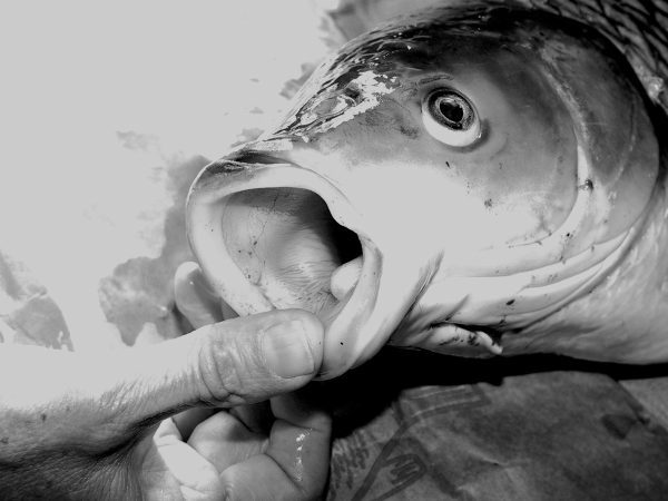 Figure 2. The mouth of a grass carp. Notice the lack of teeth.
