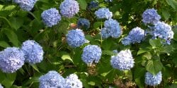 bigleaf hydrangea