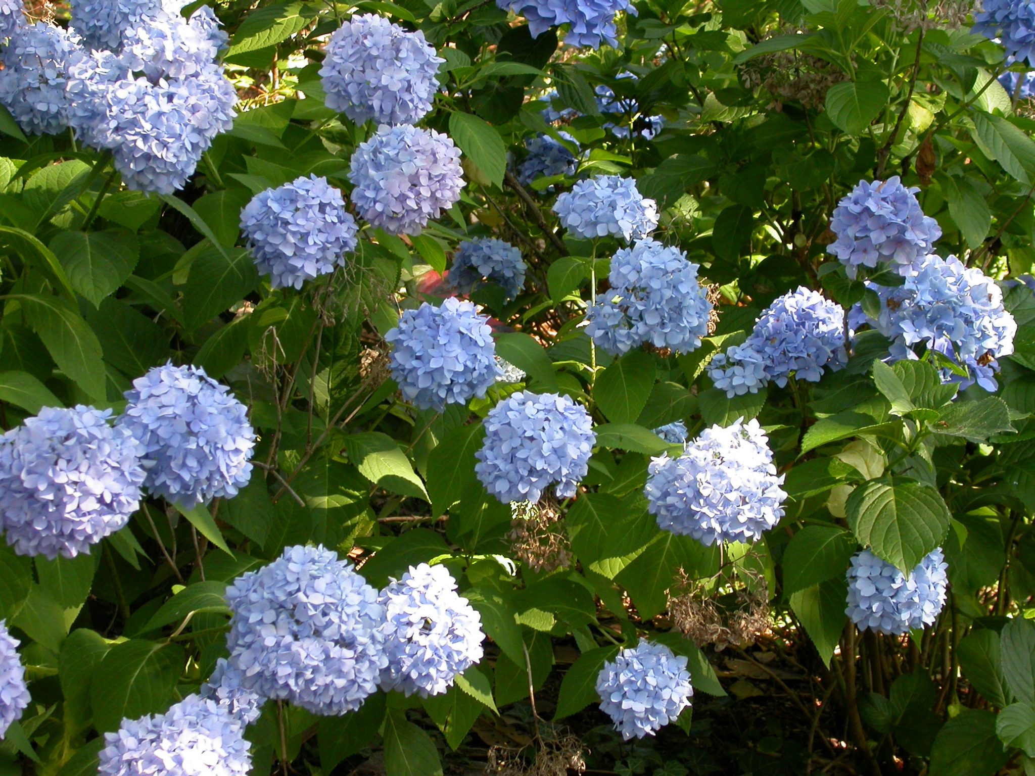 Image of Cluster of crimson hydrangeas in garden