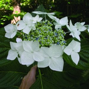 Bigleaf hydrangea ‘Lanarth White’